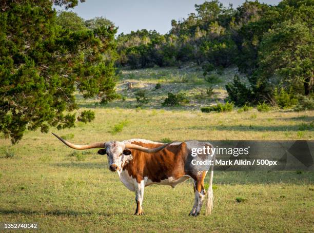 side view of cow grazing on grassy field,bandera,texas,united states,usa - longhorn ストックフォトと画像