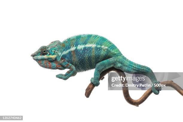 close-up of chameleon against white background - camaleón fotografías e imágenes de stock