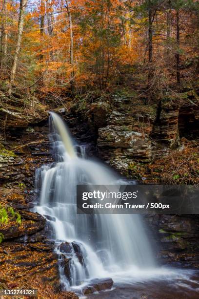 scenic view of waterfall in forest,ricketts glen state park,united states,usa - ricketts glen state park stock pictures, royalty-free photos & images