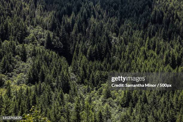 high angle view of pine trees in forest,mt hood,oregon,united states,usa - oregon wilderness stock pictures, royalty-free photos & images