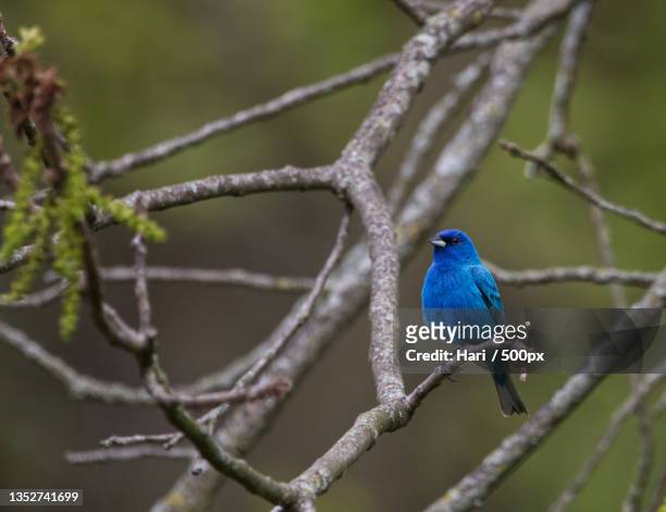 close-up of songbird perching on branch,west du page woods,united states,usa - indigo bunting stock pictures, royalty-free photos & images