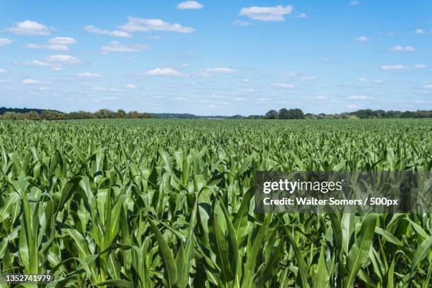 scenic view of agricultural field against sky,france - images stock pictures, royalty-free photos & images