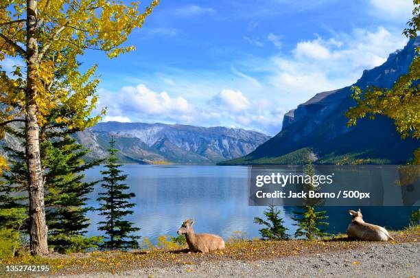 scenic view of lake by mountains against sky,lake minnewanka,canada - see lake minnewanka stock-fotos und bilder