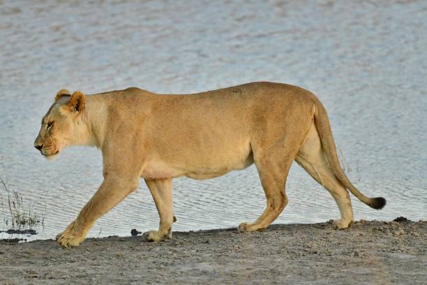 Narling Lioness Photos Photos and Premium High Res Pictures - Getty Images
