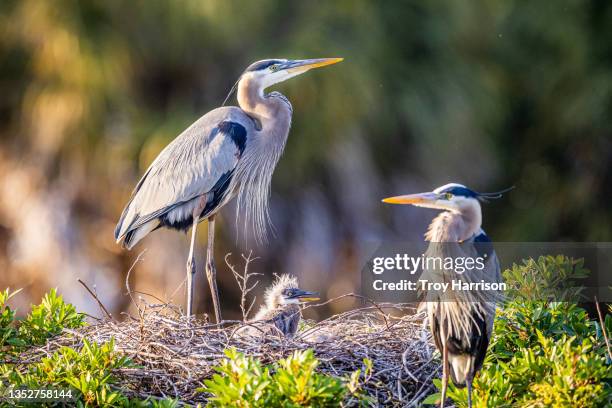 great blue heron family - blue heron stock pictures, royalty-free photos & images