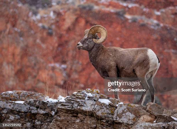 rambling ram - american bighorn sheep stock pictures, royalty-free photos & images