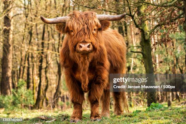 portrait of highland cattle standing on field,heuvenseweg,rheden,netherlands - highland cattle stock pictures, royalty-free photos & images