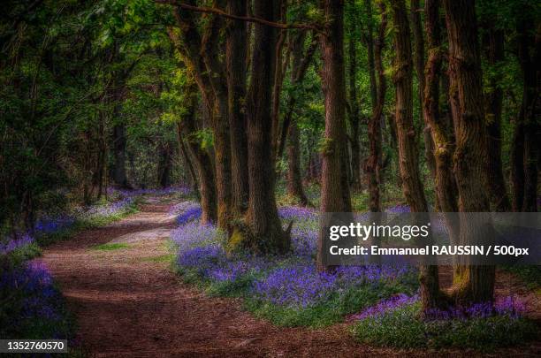view of trees in forest,france - ブル�ーベルウッド ストックフォトと画像