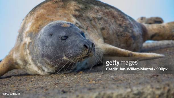 close-up of seal on rock at beach,zuidelijke havendam,i jmuiden,netherlands - foca fotografías e imágenes de stock