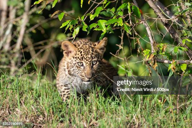 portrait of leopard standing on grassy field,maasai mara national reserve,kenya - leopard cub stock pictures, royalty-free photos & images