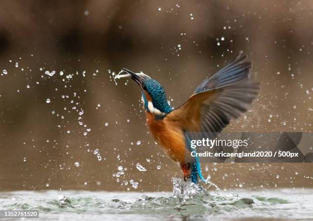 close-up of kingfisher flying over lake,hungary - common kingfisher fotografías e imágenes de stock