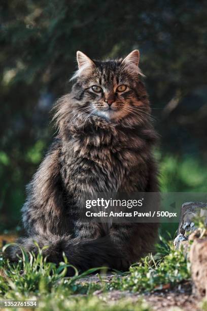 close-up portrait of cat sitting outdoors - siberian cat stockfoto's en -beelden