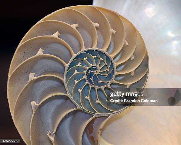 121 Cross Section Of Nautilus Shell Close Up Stock Photos, High-Res ...
