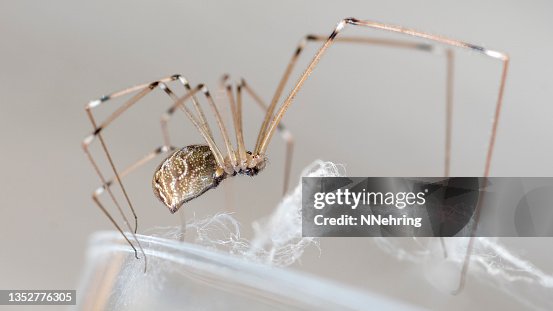 Long legs on spider hi-res stock photography and images - Alamy