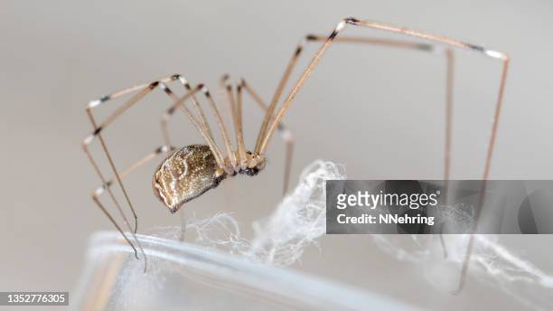 408 Daddy Long Legs Spider Stock Photos, High-Res Pictures, and