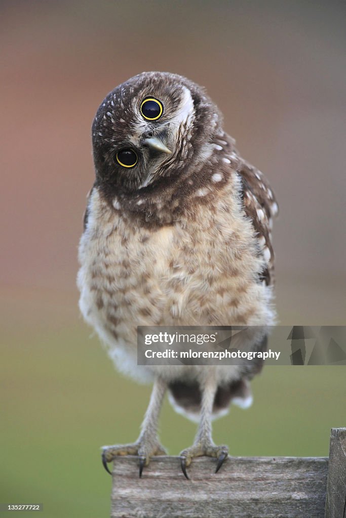 Burrowing Owl Owlet