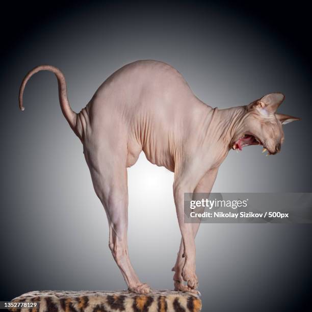 side view of horse standing against black background - sphynx hairless cat imagens e fotografias de stock