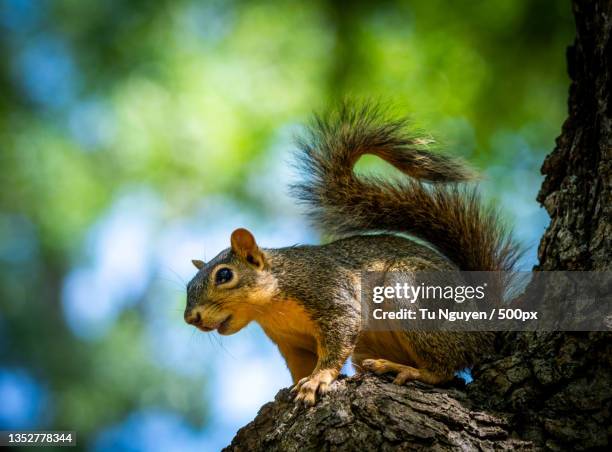 close-up of gray squirrel on tree trunk,mansfield,texas,united states,usa - texas 500 stockfoto's en -beelden