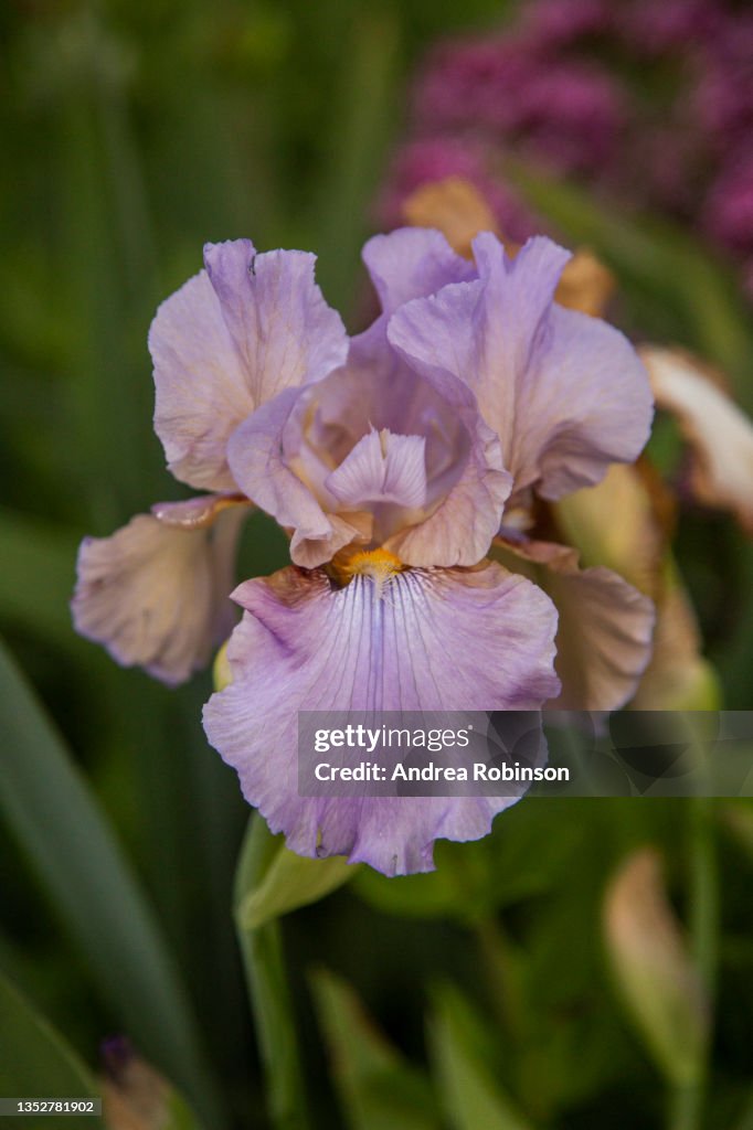 Close up of light purple flowers on a Bearded Iris, Iris germanica. Background is blurred with focus on the foreground.