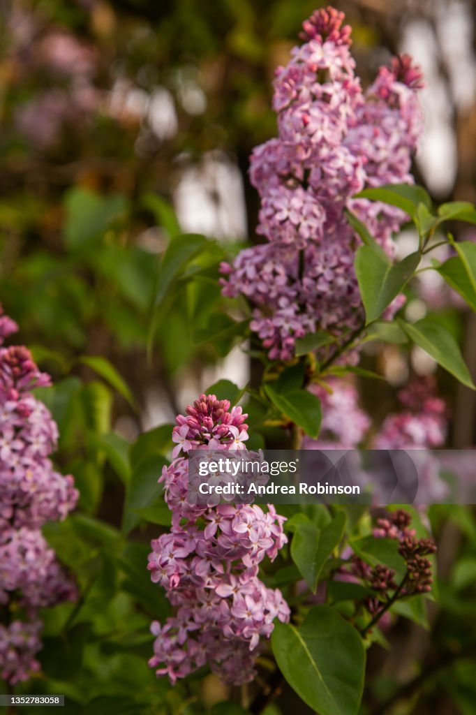 Close up of the delicate pink / purple flowers of Lilac, Syringia vulgaris. Background is blurred with focus on the foreground flowers and buds.