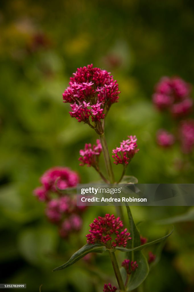 Close up of bright pink / red flowers on Red Valerian, Centranthus ruber. Background is blurred with focus on the foreground.
