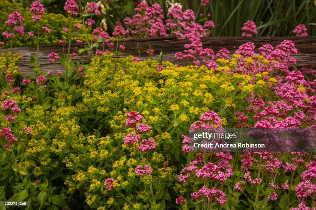 Close up of bright pink / red flowers on Red Valerian, Centranthus ruber seen growing with lime green yellow Euphorbia polychroma, Spurge. Background is blurred with focus on the foreground.