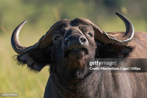 close-up portrait of buffalo,parque nacional del valle de kidepo,kaabong,uganda - horn of africa stock-fotos und bilder