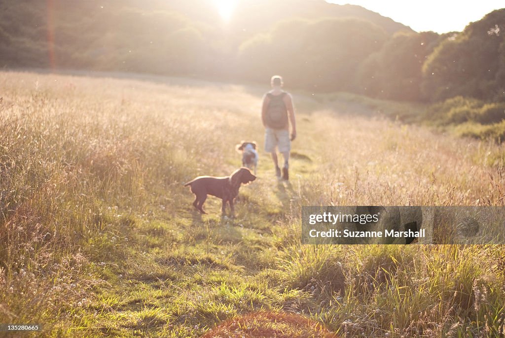 Man and two dogs walking through field