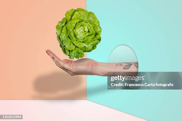 healthy life concept - lettuce bildbanksfoton och bilder