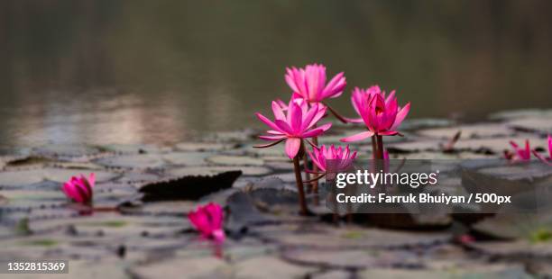 close-up of pink water lily in lake,dhaka,bangladesh - bangladesh stock pictures, royalty-free photos & images