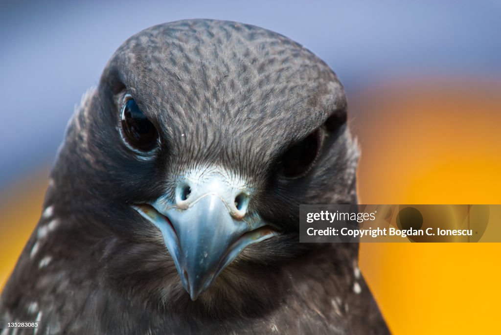 Gyrfalcon