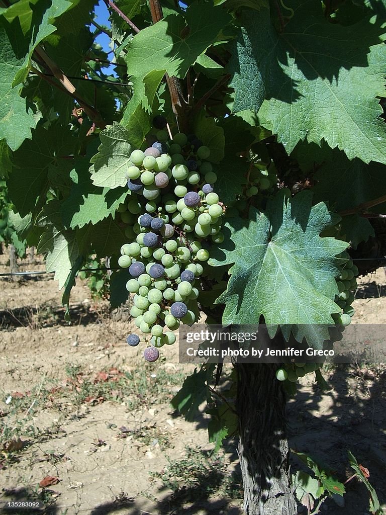 Ripening grapes