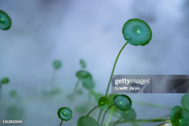 the pond is smoky, and the mushroom grass with round leaves is growing. - shiitake mushroom stock pictures, royalty-free photos & images