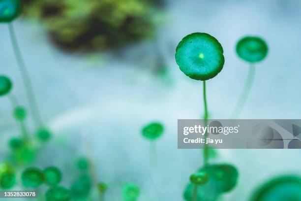 the pond is smoky, and the mushroom grass with round leaves is growing. - shiitake mushroom stock pictures, royalty-free photos & images