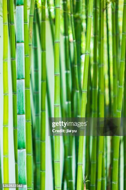 in spring, the bamboo in the bamboo forest is growing. - bamboo plant stockfoto's en -beelden