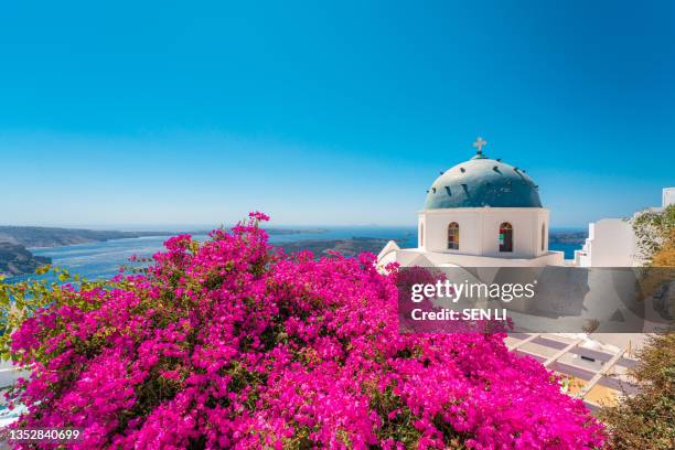 famous traditional blue dome church and flowers in santorini island, greece - santorini stockfoto's en -beelden