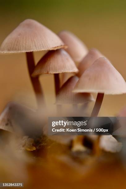 close-up of mushrooms - micologia foto e immagini stock