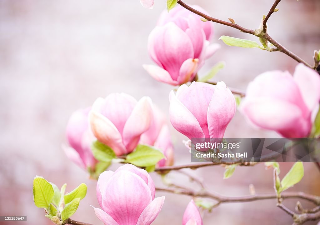 Pink magnolia flower