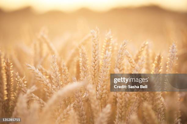 sunlit wheat field - tarwe stockfoto's en -beelden