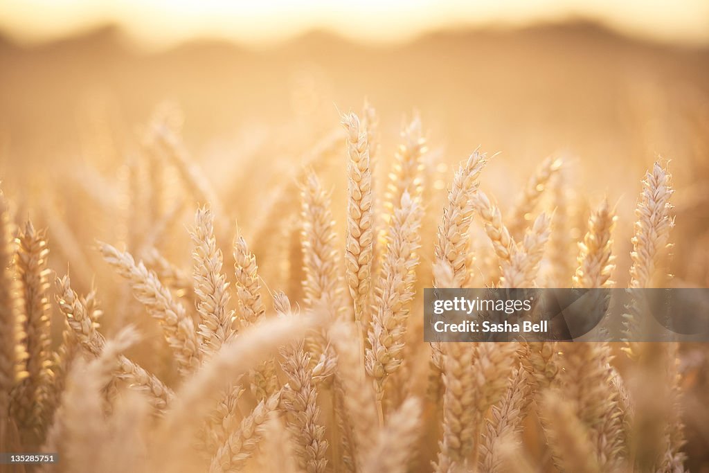 Sunlit wheat field