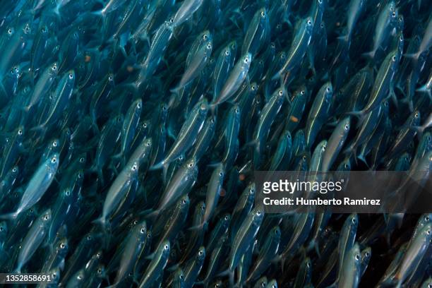 bigeye scad and false herring school. - feeding frenzy stock pictures, royalty-free photos & images