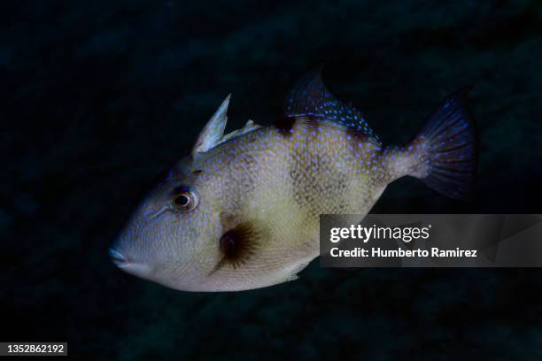 gray triggerfish. - grey triggerfish stock pictures, royalty-free photos & images