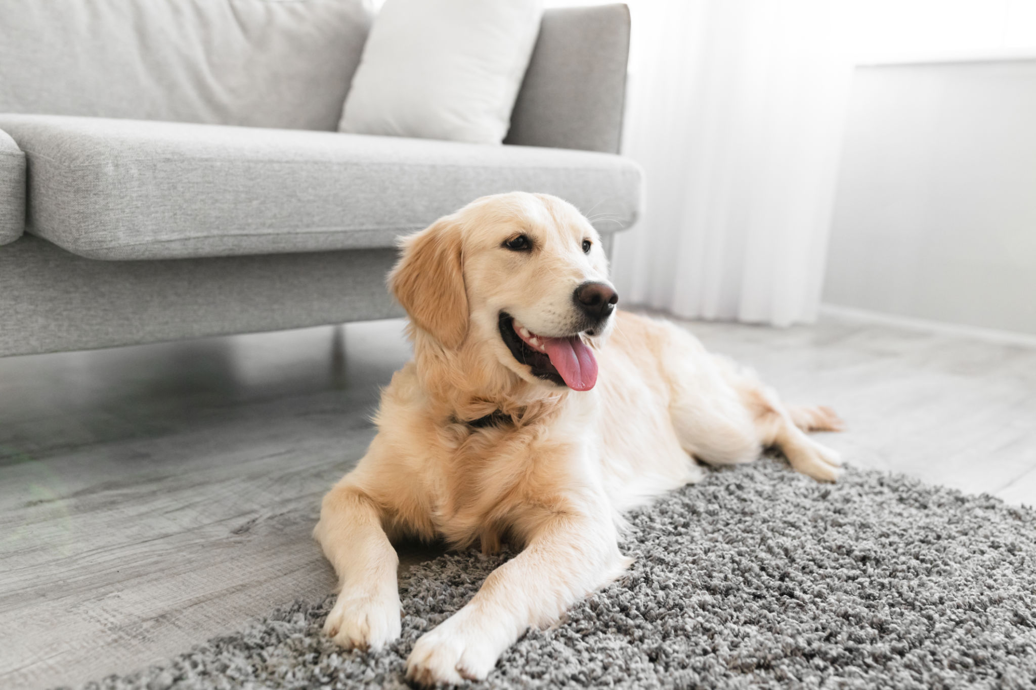 healthy labrador