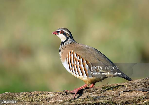 red legged partridge - partridges stock pictures, royalty-free photos & images