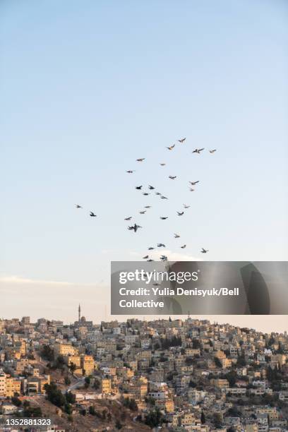 pigeons flying over the skyline of amman, jordan at dusk - amman foto e immagini stock