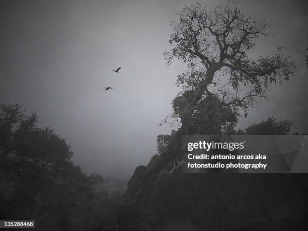 mist in forest - cortegana fotografías e imágenes de stock
