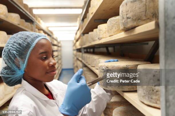 cheese maker inspecting stock - sudoeste da inglaterra imagens e fotografias de stock