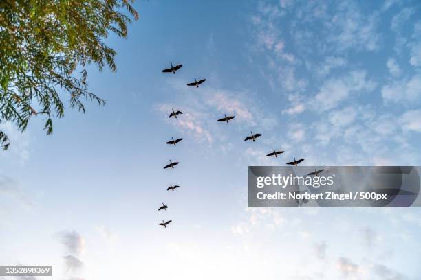 low angle view of birds flying against sky,nieby,germany - low flying aircraft stockfoto's en -beelden