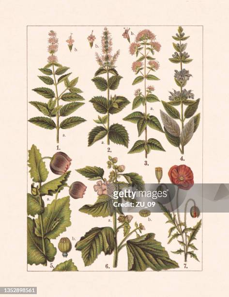 heil- und nutzpflanzen, chromolithograph, erschienen 1900 - pfefferminz stock-grafiken, -clipart, -cartoons und -symbole
