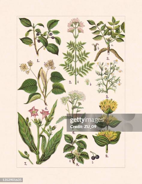 ilustraciones, imágenes clip art, dibujos animados e iconos de stock de plantas medicinales y útiles, cromolitografía, publicado en 1900 - litografi